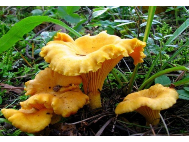 Мицелий Лисички желтой / Лисичка обыкновенная (Cantharellus cibarius) Мицелий Лисички желтой / Лисичка обыкновенная (Cantharellus cibarius)